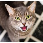 Dari Meow Ke Purring: Ini Arti Di Balik Setiap Suara Kucing!