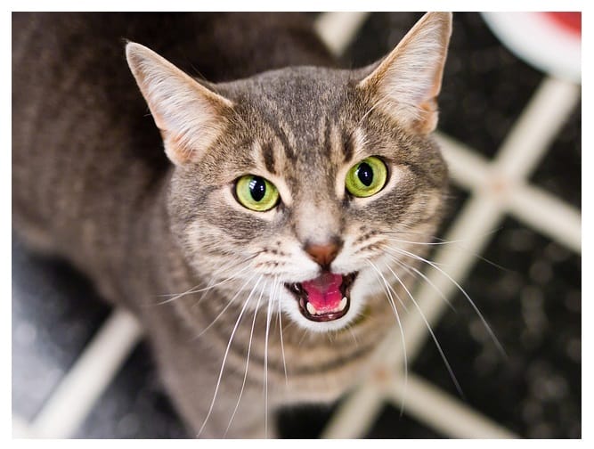 Dari Meow Ke Purring: Ini Arti Di Balik Setiap Suara Kucing!