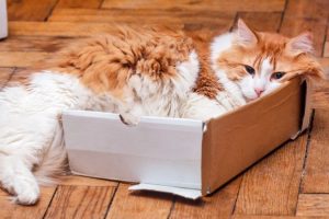 Ngumpet Di Kardus, Begini Penjelasan Naluri Berburu Kucing!