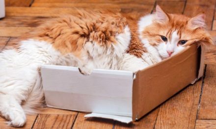 Ngumpet Di Kardus, Begini Penjelasan Naluri Berburu Kucing!