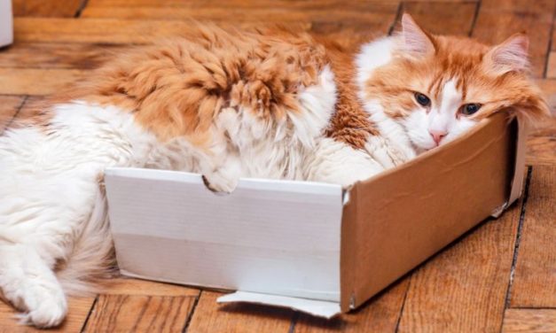 Ngumpet Di Kardus, Begini Penjelasan Naluri Berburu Kucing!