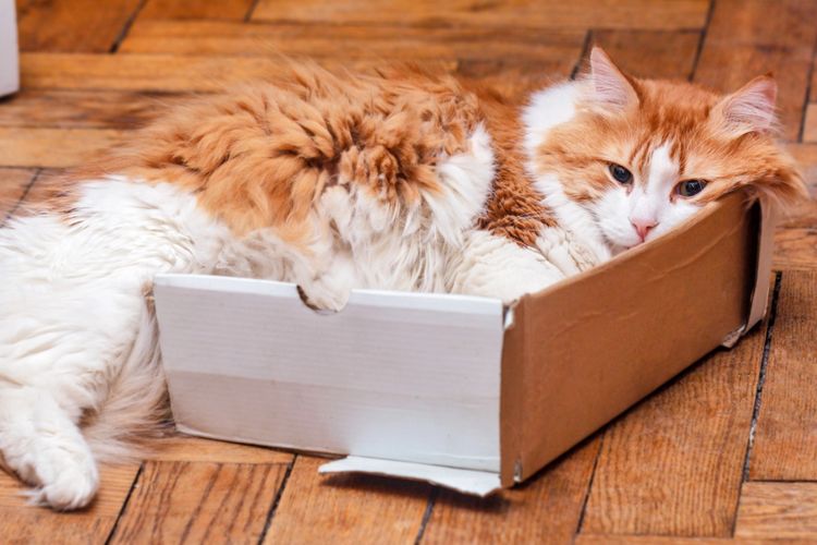 Ngumpet Di Kardus, Begini Penjelasan Naluri Berburu Kucing!